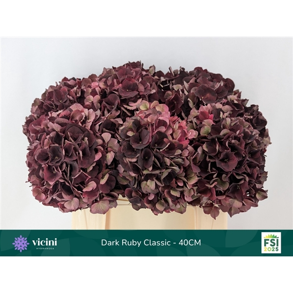 <h4>Hydr Dark Ruby Classic 40 cm Vicini</h4>
