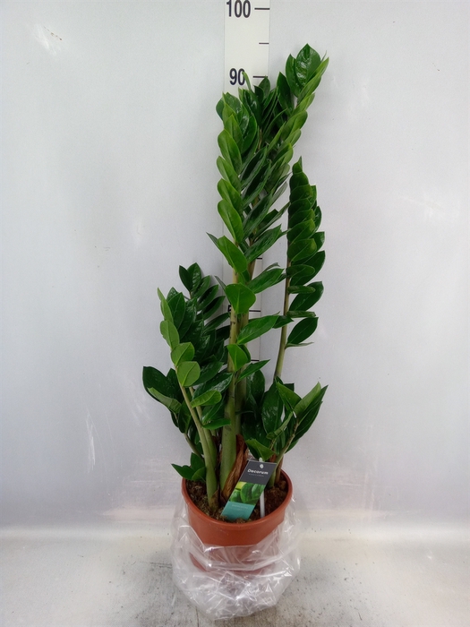 Zamioculcas zamiifolia