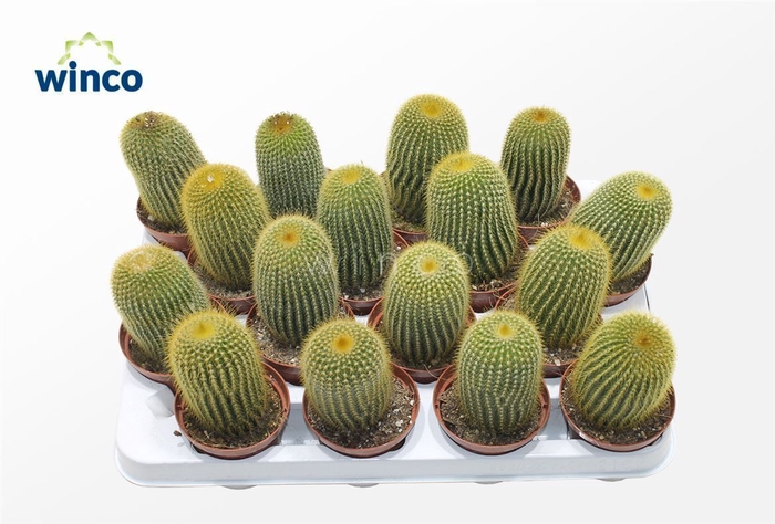 <h4>Notocactus Leninghausii</h4>