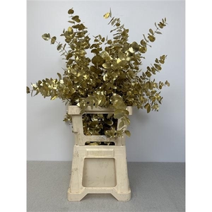 EUC CINEREA PB VERF GOUD