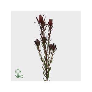 Leucad Saf Sunset Spray