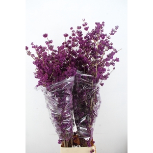 CALLICARPA BOD PROFU 160CM