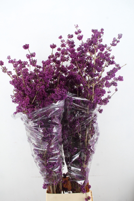<h4>CALLICARPA BOD PROFU 160CM</h4>