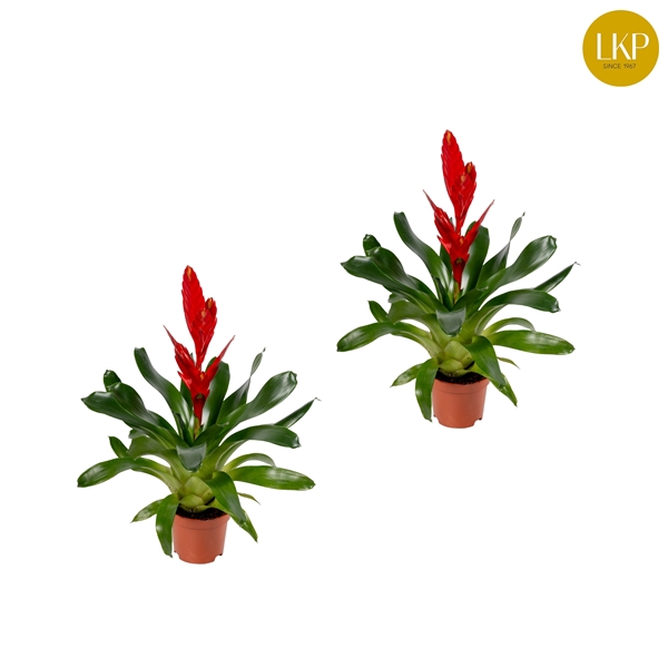 <h4>Vriesea Twinkle Rood (Met Hoes)</h4>