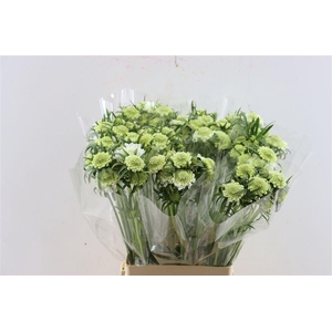 Scabiosa Atro Focal Scoop White