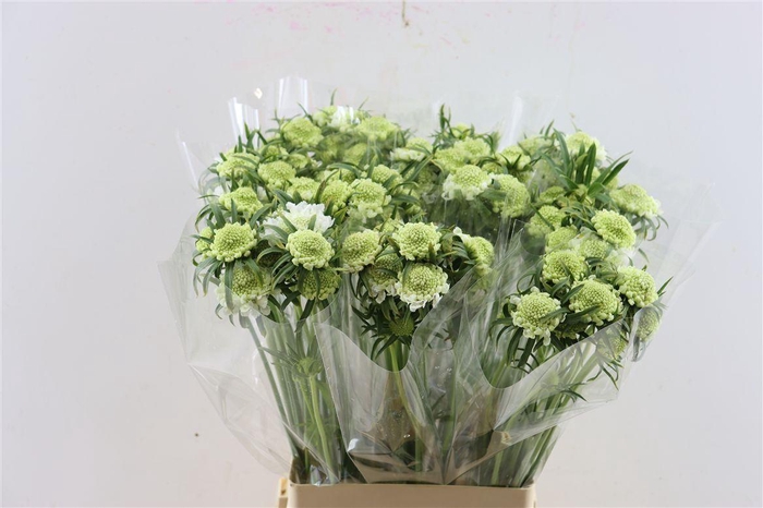 <h4>Scabiosa Atro Focal Scoop White 65cm</h4>