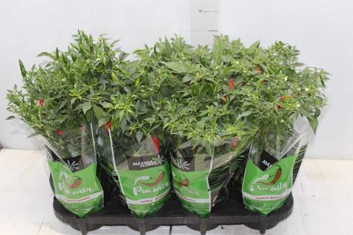 <h4>PIMENTA BAHIA P14 VARIADO</h4>