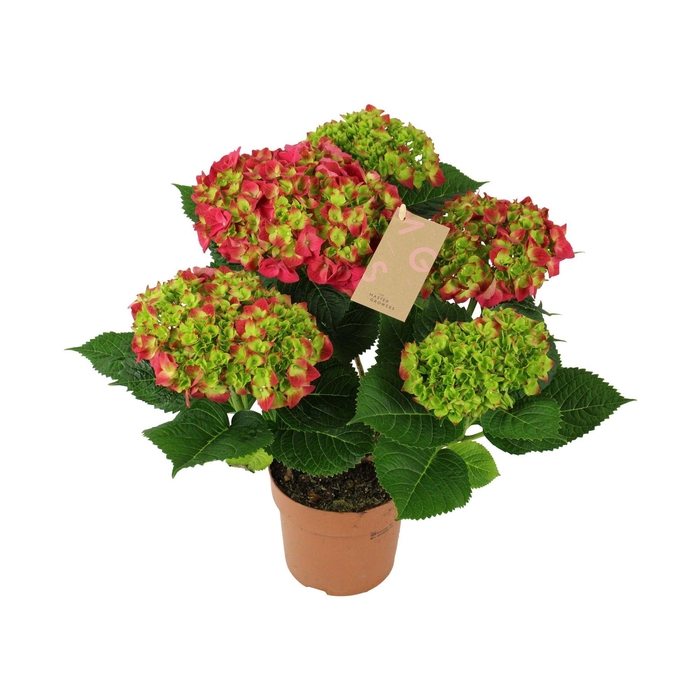 <h4>Hydrangea red 5/6 flowers</h4>