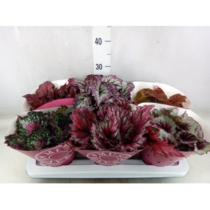 Begonia BD 'Beleaf'   ...mix