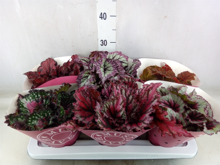 <h4>Begonia BD 'Beleaf'   ...mix</h4>