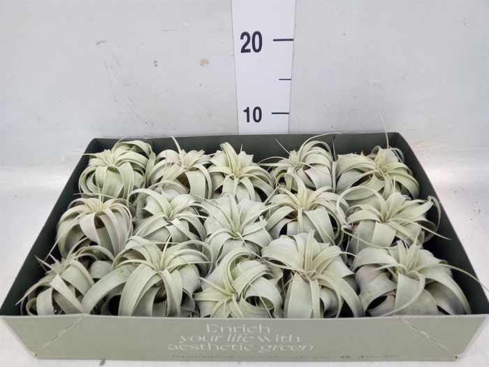 <h4>Tillandsia xerographica</h4>