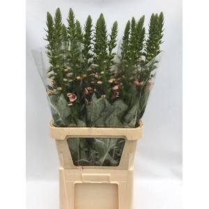 Digitalis Purpurea Camelot Cream