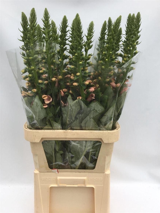 <h4>Digitalis Purpurea Camelot Cream</h4>