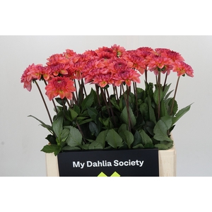 Dahlia Sebastian