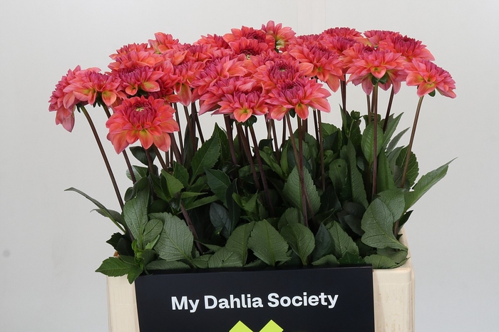 <h4>Dahlia Sebastian</h4>