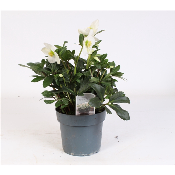 <h4>Helleborus N. Nagano met etiket</h4>