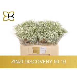 GYPS PA ZI DISCOVERY