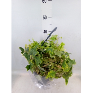 Hedera helix   ...mix varie white
