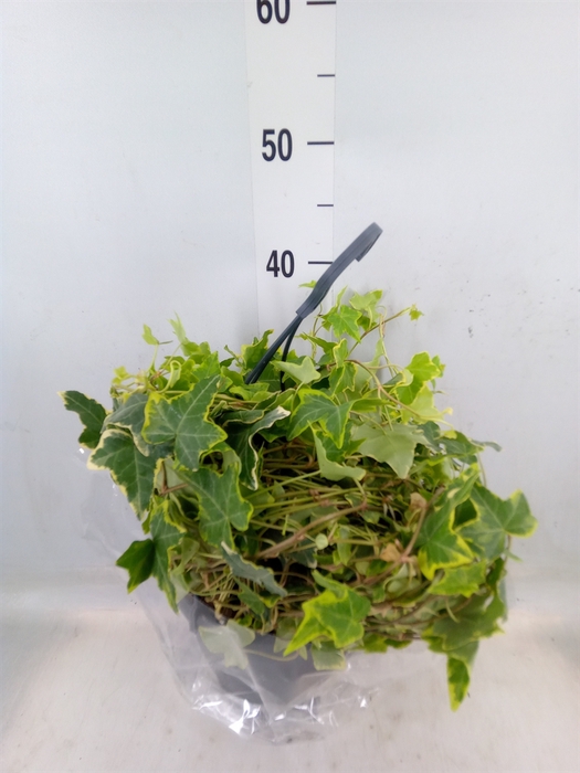 <h4>Hedera helix   ...mix varie white</h4>