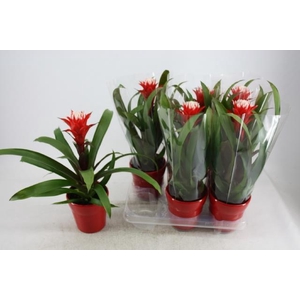 Guzmania Hope 13Ø 40cm