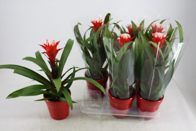 Guzmania Hope 13Ø 40cm