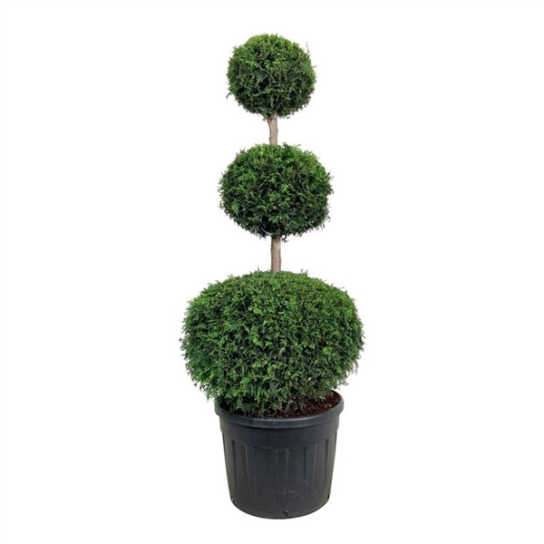 <h4>Thuja occ. 'Brabant'</h4>