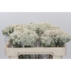 Ozothamnus Booming White