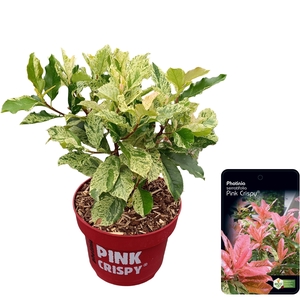 Photinia serratifolia 'Pink Crispy'
