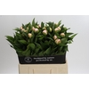 Paeonia Vanguard