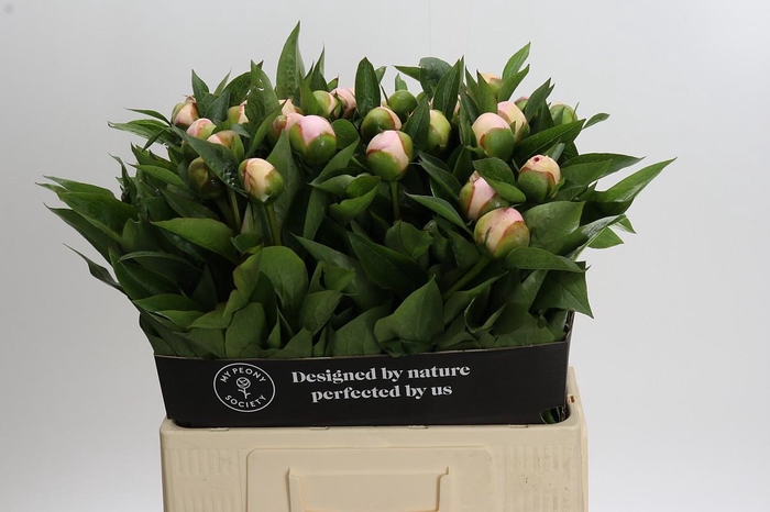 Paeonia Vanguard