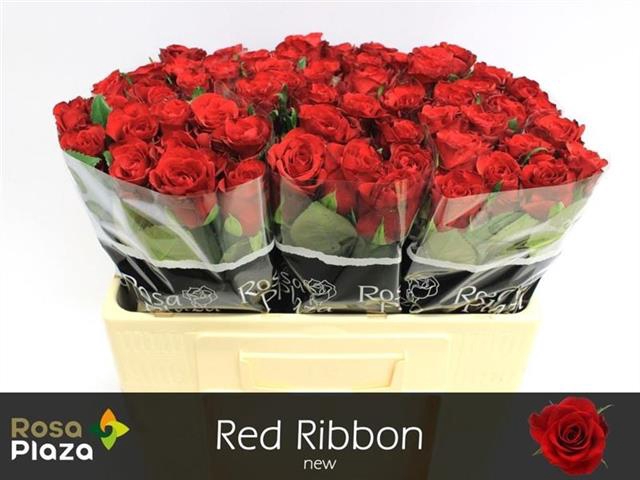 R GR RED RIBBON