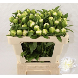 PAEONIA DUCHESSE DE NEMOURS