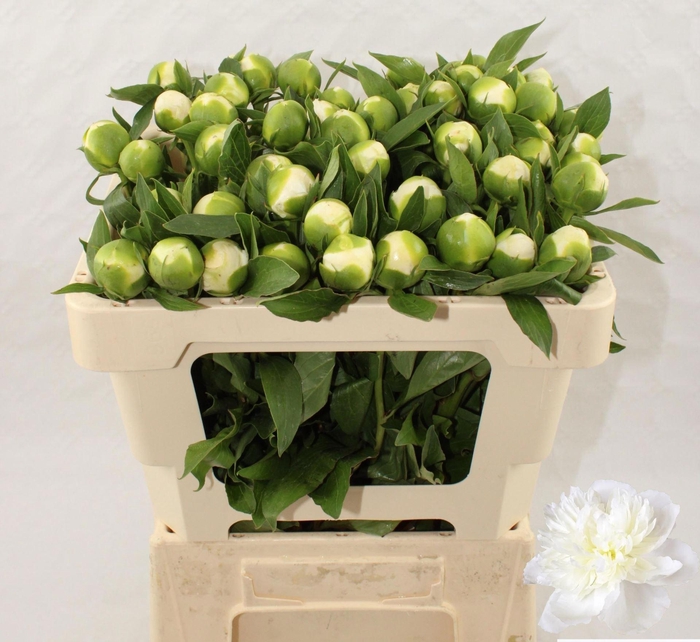 <h4>PAEONIA DUCHESSE DE NEMOURS</h4>