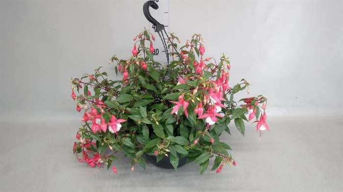 <h4>Fuchsia   ...</h4>