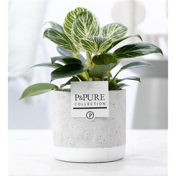 <h4>Philodendron White Wave in P&PURE Jade ceramics</h4>