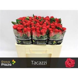 R Gr Tacazzi+