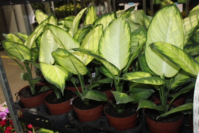 <h4>DIEFFENBACHIA TROPIC MARIANA P17</h4>