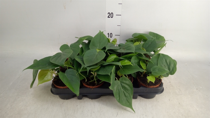 <h4>Philodendron scand.</h4>