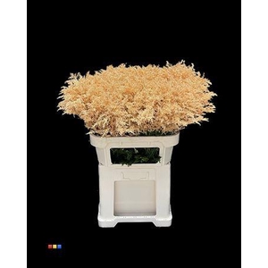 Solidago Apricot 80cm