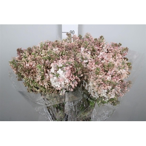 Syr Hy Maidens Blush 4+