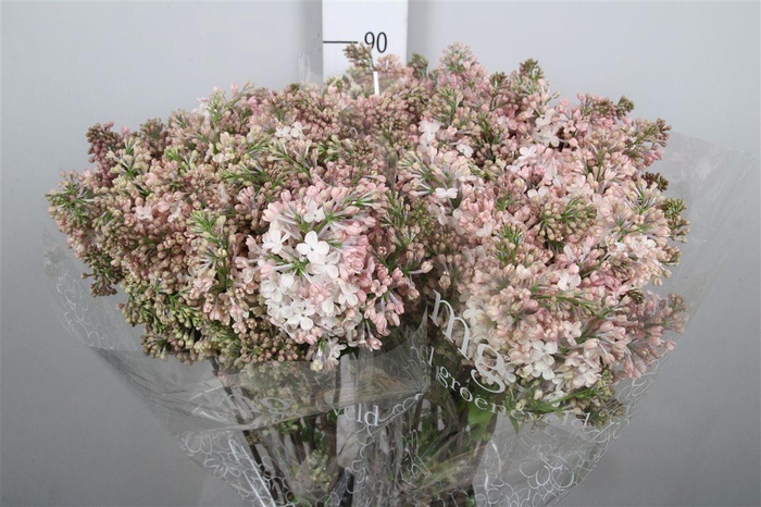 <h4>Syr Hy Maidens Blush 4+</h4>