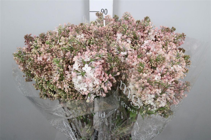 <h4>Syr Hy Maidens Blush 4+</h4>