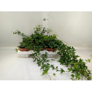 Hedera helix 'Shamrock'