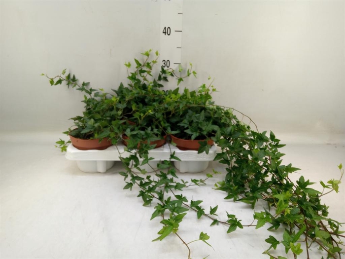 <h4>Hedera helix 'Shamrock'</h4>