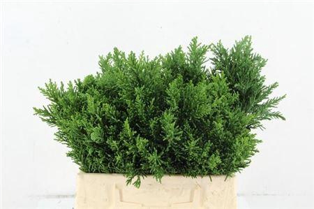 <h4>Conifeer Obtusa Drath Per Bunch</h4>