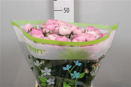 <h4>Ran Am Marshmallow</h4>