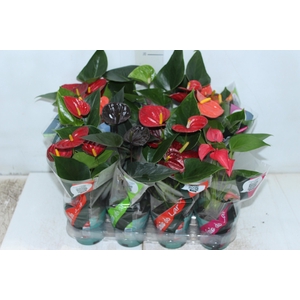ANTHURIUM VARIADO P09