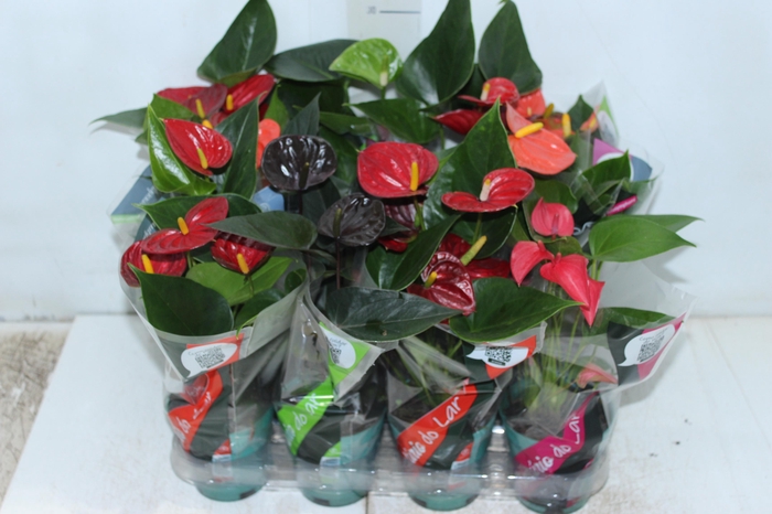 <h4>ANTHURIUM VARIADO P09</h4>