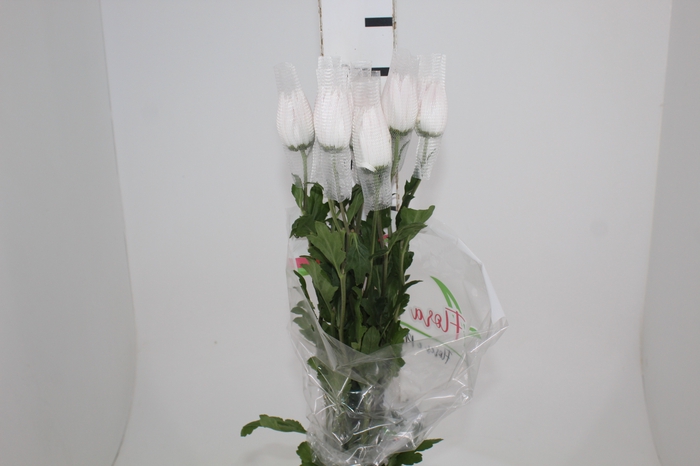 <h4>ANASTASIA HERRERA 080 CM BRANCO</h4>