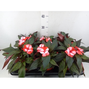 Impatiens NG 'ColPow Coral Flame'